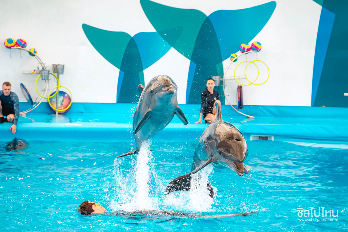 Pattaya_Dolphinarium_54