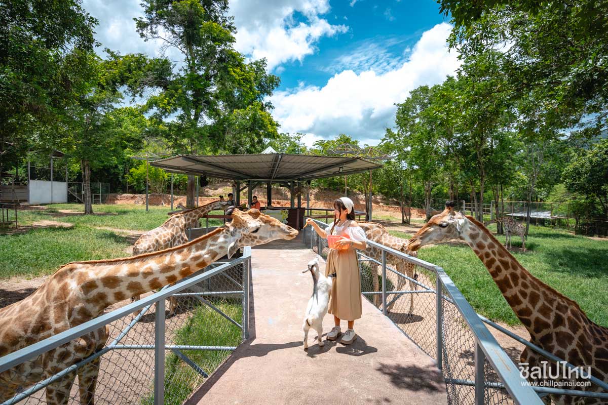 suanphueng-highland-16