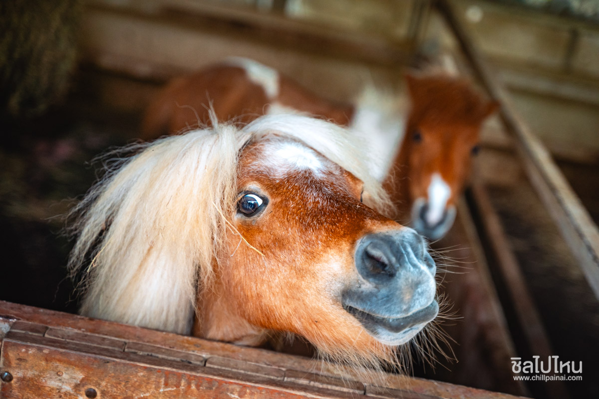 suanphueng-highland-25