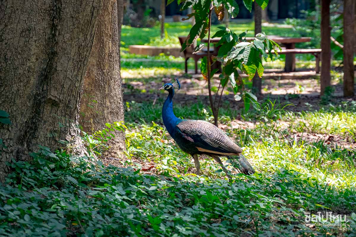 Alongkorn_Farm_Resort_55