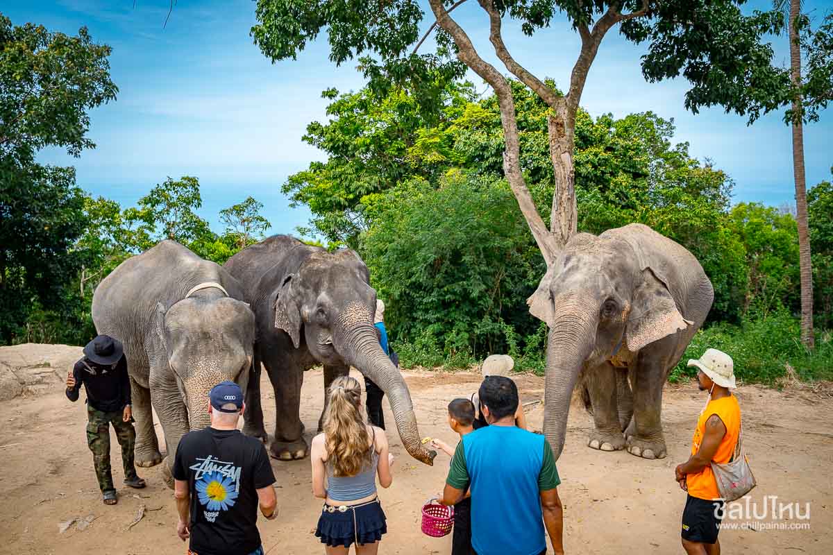 Elephant_Care_Samui_194