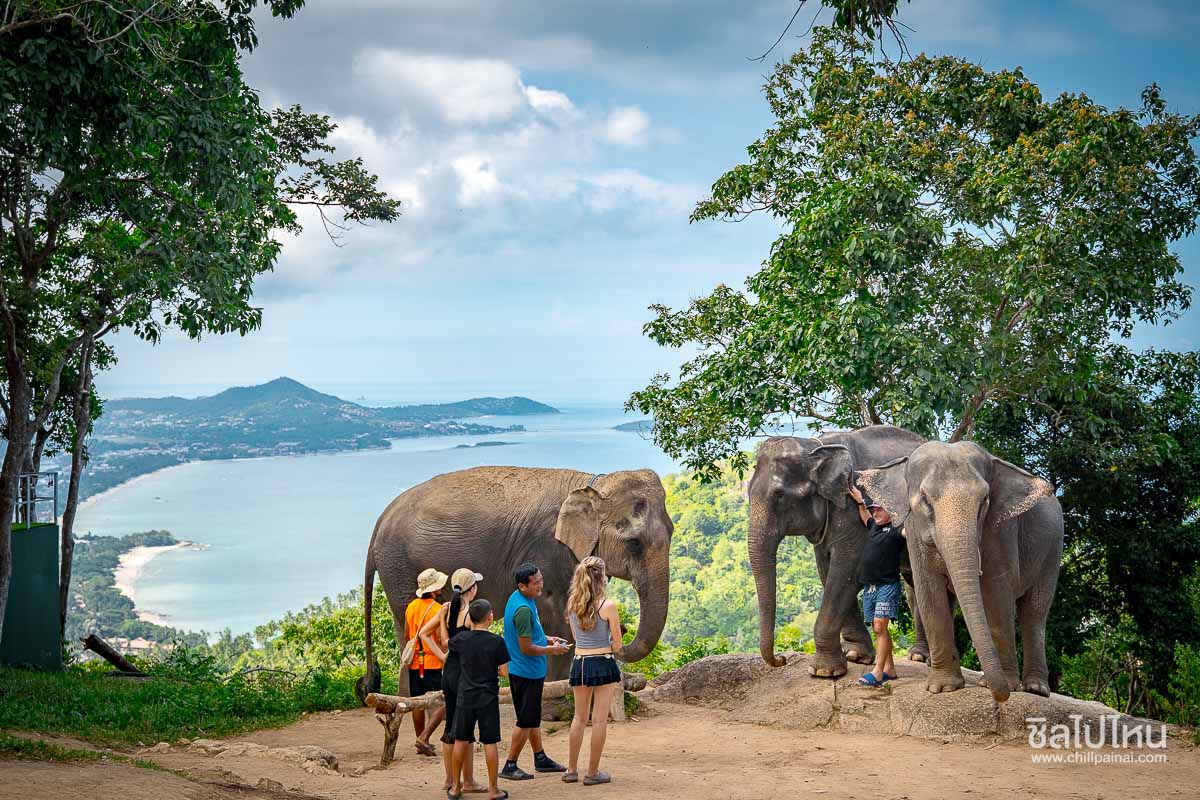 Elephant_Care_Samui_324