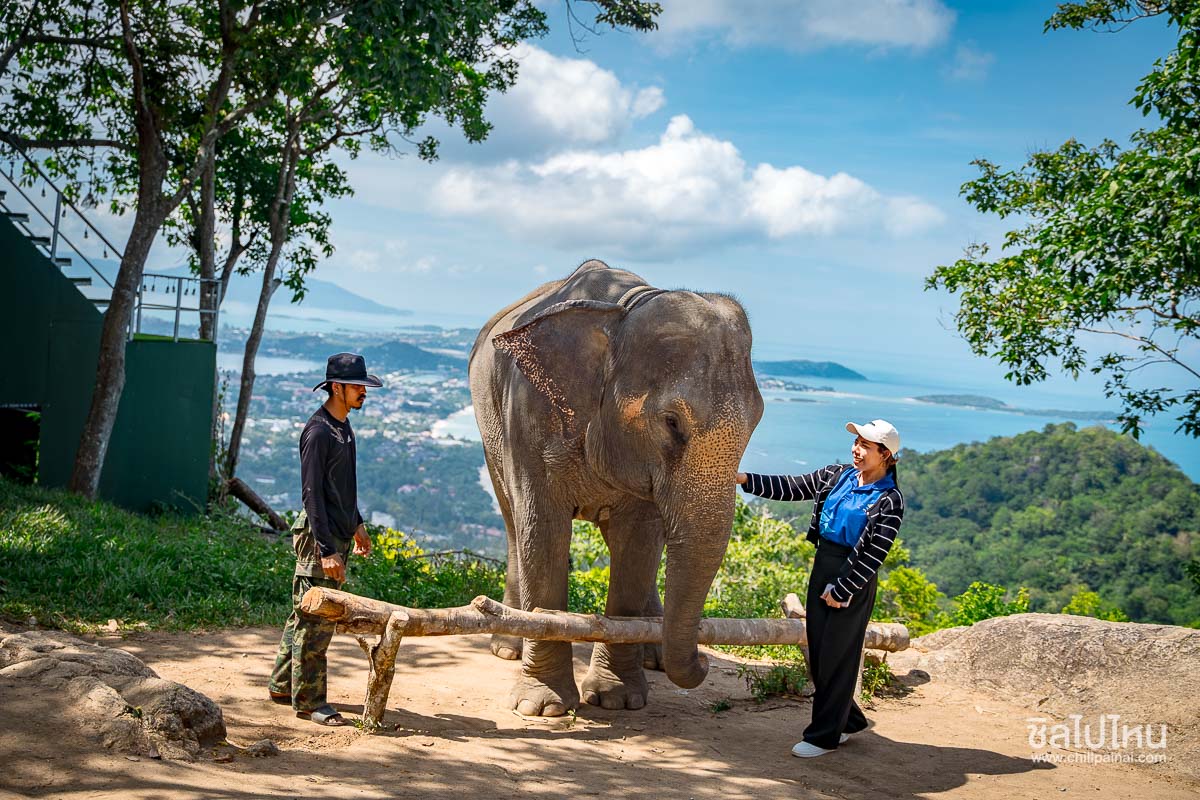 Elephant_Care_Samui_38