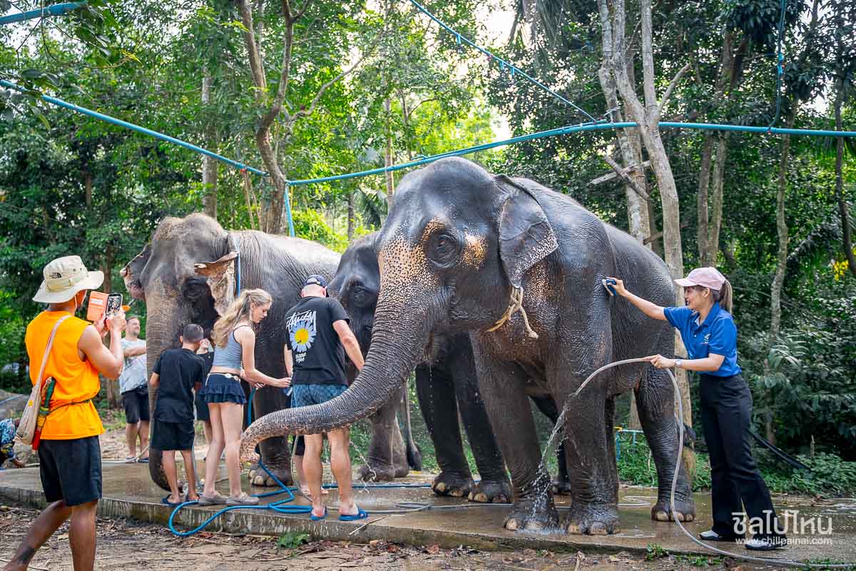 Elephant_Care_Samui_387