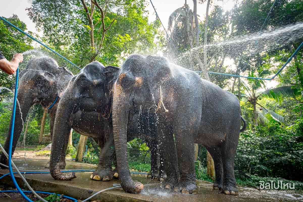 Elephant_Care_Samui_503