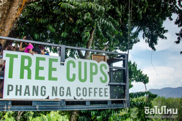 รีวิว  Tree Cups Phang nga Coffee ชมวิวอ่าวพังงา จิบกาแฟบนต้นไม้ใหญ่