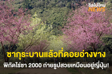 ซากุระบานแล้วที่ดอยอ่างขาง พิกัด ไร่ชา 2000 ถ่ายรูปสวยเหมือนอยู่ญี่ปุ่น