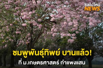 ชมพูพันธุ์ทิพย์ บานแล้ว! ที่ ม.เกษตรศาสตร์ กำแพงแสน