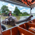 ล่องเรือรอบเกาะเมืองอยุธยา ชมเมือง ไหว้พระ ชมช้างอาบน้ำ สำหรับ 10-12 ท่าน, อยุธยา