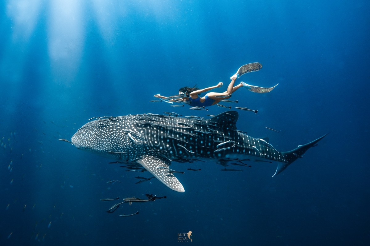 เรือไม้หัวโทง One Day Trip ดำน้ำตื้น เกาะร้านเป็ด - ร้านไก่ ชุมพร รวมเซตอาหารทะเล ถ่ายรูปใต้น้ำสุดปัง