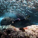 เรือไม้หัวโทง One Day Trip ดำน้ำตื้น เกาะร้านเป็ด - ร้านไก่ ชุมพร รวมเซตอาหารทะเล ถ่ายรูปใต้น้ำสุดปัง