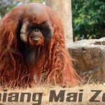 Chiang Mai Zoo บัตรเข้าชมสวนสัตว์เชียงใหม่