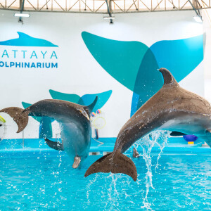 บัตรเข้าชมโชว์ปลาโลมา pattaya dolphinarium (พัทยาดอลฟินาเรียม), พัทยา