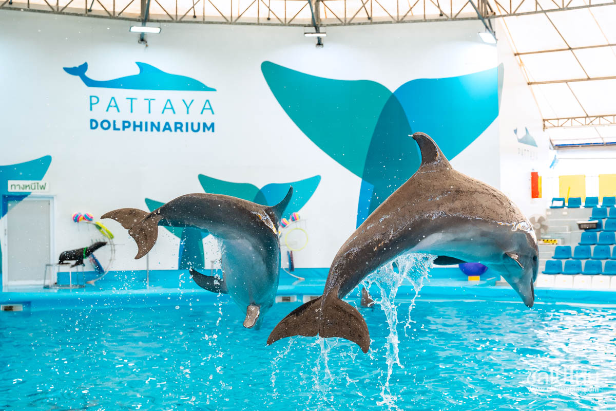 บัตรเข้าชมโชว์ปลาโลมา pattaya dolphinarium (พัทยาดอลฟินาเรียม), พัทยา