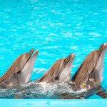 บัตรเข้าชมโชว์ปลาโลมา pattaya dolphinarium (พัทยาดอลฟินาเรียม), พัทยา