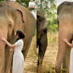 ทัวร์ชมช้าง Elephant Jungle Sanctuary (เอเลเฟ่น จังเกิ้ล แซงชัวรี) โปรแกรมครึ่งวัน พร้อมรถรับส่ง,พัทยา