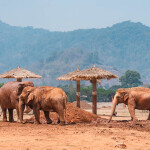 บัตรทัวร์เยี่ยมชมช้าง ครึ่งวัน Elephant Nature Park (เอเลเฟ่น เนเจอร์ พาร์ค) ,เชียงใหม่