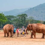 บัตรเยี่ยมชมช้างครึ่งวัน : Elephant Nature Park (เอเลเฟ่น เนเจอร์ พาร์ค) สำหรับ 1 ท่าน, เชียงใหม่