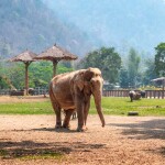 บัตรเยี่ยมชมช้างครึ่งวัน : Elephant Nature Park (เอเลเฟ่น เนเจอร์ พาร์ค) สำหรับ 1 ท่าน, เชียงใหม่