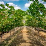 บัตรทัวร์ไร่องุ่น พร้อมชิมไวน์ ที่ GranMonte Vineyard and Winery , เขาใหญ่