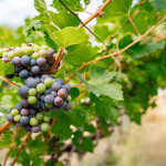 บัตรทัวร์ไร่องุ่น พร้อมชิมไวน์ ที่ GranMonte Vineyard and Winery , เขาใหญ่