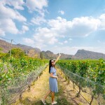 บัตรทัวร์ไร่องุ่น พร้อมชิมไวน์ ที่ GranMonte Vineyard and Winery , เขาใหญ่