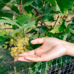 บัตรทัวร์ไร่องุ่น พร้อมชิมไวน์ ที่ GranMonte Vineyard and Winery , เขาใหญ่