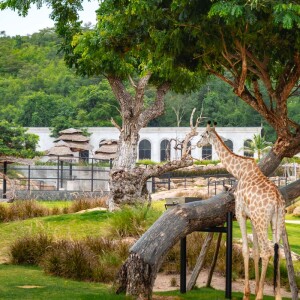 บัตรเข้าชมสวนสัตว์ Hua Hin Safari & Adventure Park (หัวหินซาฟารี) พร้อมกิจกรรม สำหรับ 1 ท่าน