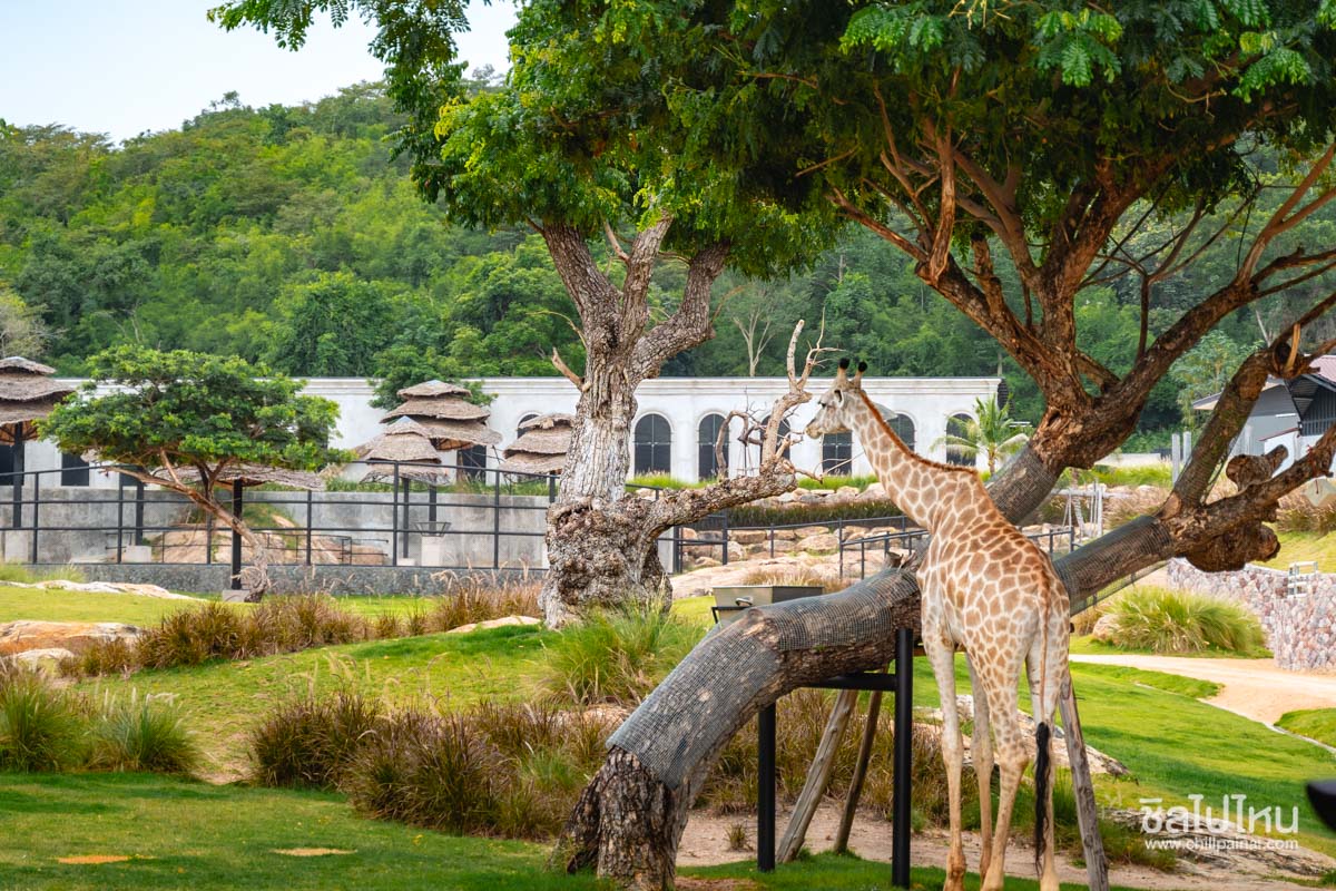 บัตรเข้าชมสวนสัตว์ Hua Hin Safari & Adventure Park (หัวหินซาฟารี) พร้อมกิจกรรม สำหรับ 1 ท่าน