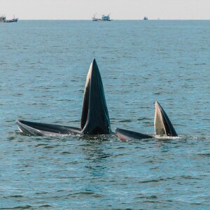 ล่องเรือชมวาฬบรูด้า พร้อมอาหารกลางวัน เรือพรสวรรค์นาวี , สมุทรสาคร
