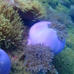 One Day Trip ชุมพร : ดำน้ำเกาะร้านเป็ด ร้านไก่ + อาหารกลาง + รถรับส่ง