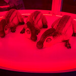 บัตรเข้าชม จูราสสิค เวิลด์ ดิ เอ็กซ์พีเรียนซ์ (Jurassic World The Experience) เอเชียทีค กรุงเทพ