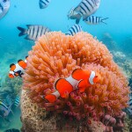 ทริปดำน้ำบางเสร่ เกาะครามน้อย เกาะครามใหญ่ โดยเรือสปีดโบ๊ท (เหมาลำ) สำหรับ 1-6 ท่าน