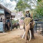 กิจกรรมขี่ช้างชมป่าธรรมชาติและชมแฟนตาซีโชว์ ที่มองช้างคาเฟ่และหมู่บ้านช้าง, พัทยา