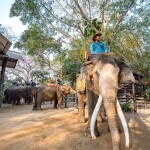 กิจกรรมขี่ช้างชมป่าธรรมชาติและชมแฟนตาซีโชว์ ที่มองช้างคาเฟ่และหมู่บ้านช้าง, พัทยา