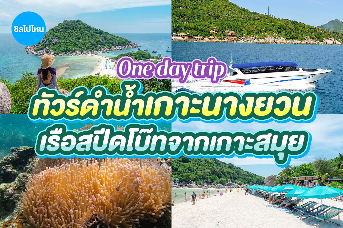 One Day Trip ดำน้ำเกาะเต่า เกาะนางยวน โดยเรือสปีดโบ๊ท+อาหารกลางวัน+รถรับ-ส่ง , สมุย