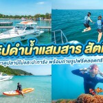 ทริปดำน้ำแสมสาร สัตหีบ สำหรับ 6 ท่าน เรือสปีดโบ้ท, สัตหีบ ชลบุรี