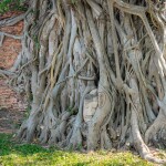 [จากกรุงเทพ] (Join) ทัวร์อยุธยาเต็มวัน : พระราชวังฤดูร้อนและวัดต่างๆ