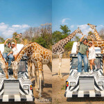 One Day Trip สวนสัตว์ซาฟารีปาร์ค + คาเฟ่กาญจนบุรี พร้อมรถรับส่งส่วนตัวจากกรุงเทพ