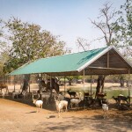 One Day Trip สวนสัตว์ซาฟารีปาร์ค + คาเฟ่กาญจนบุรี พร้อมรถรับส่งส่วนตัวจากกรุงเทพ