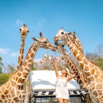 One Day Trip สวนสัตว์ซาฟารีปาร์ค + คาเฟ่กาญจนบุรี พร้อมรถรับส่งส่วนตัวจากกรุงเทพ