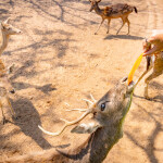 One Day Trip สวนสัตว์ซาฟารีปาร์ค + คาเฟ่กาญจนบุรี พร้อมรถรับส่งส่วนตัวจากกรุงเทพ