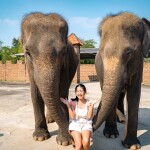 One Day Trip สวนสัตว์ซาฟารีปาร์ค + คาเฟ่กาญจนบุรี พร้อมรถรับส่งส่วนตัวจากกรุงเทพ