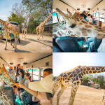 One Day Trip สวนสัตว์ซาฟารีปาร์ค + คาเฟ่กาญจนบุรี พร้อมรถรับส่งส่วนตัวจากกรุงเทพ