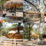 One Day Trip สวนสัตว์ซาฟารีปาร์ค + คาเฟ่กาญจนบุรี พร้อมรถรับส่งส่วนตัวจากกรุงเทพ