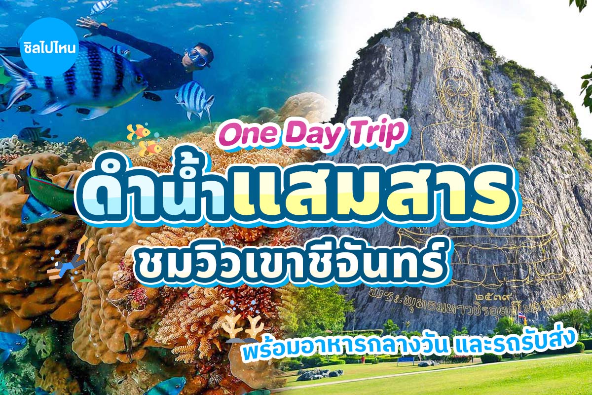 One Day Trip : ดำน้ำชมปลาการ์ตูน ถ่ายรูปใต้น้ำ แสมสาร + อาหารกลางวัน + รถรับส่งจากกรุงเทพ-พัทยา-แสมสาร