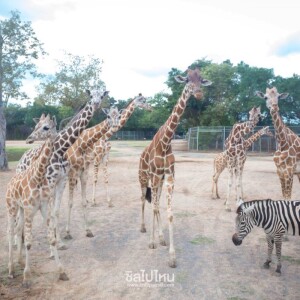 One Day Trip สวนสัตว์ซาฟารีปาร์ค + คาเฟ่กาญจนบุรี พร้อมรถรับส่งส่วนตัวจากกรุงเทพ