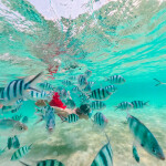 ทริปดำน้ำตื้นเกาะขาม เรือสปีดโบ๊ท (เหมาลำ) สำหรับ 1 - 6 ท่าน Samaesan Marina สัตหีบ ชลบุรี