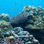 เรือสปีดโบ๊ท One Day Trip ทัวร์หมู่เกาะสุรินทร์ + อาหาร 3 มื้อ + รถรับ-ส่งจากภูเก็ตและเขาหลัก