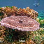 เรือสปีดโบ๊ท One Day Trip ทัวร์หมู่เกาะสุรินทร์ + อาหาร 3 มื้อ + รถรับ-ส่งจากภูเก็ตและเขาหลัก